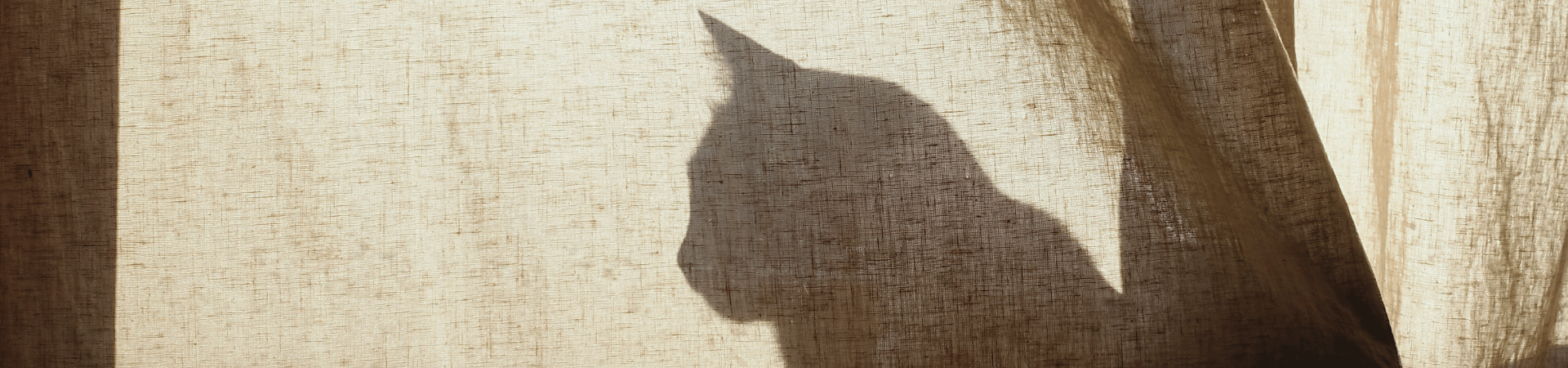 Shadow of a cat behind a curtain to remind of the Github mascot octocat